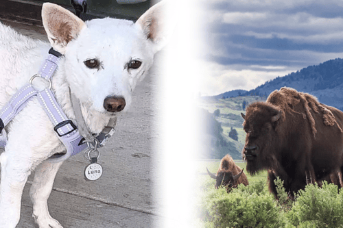 luna and yellowstone